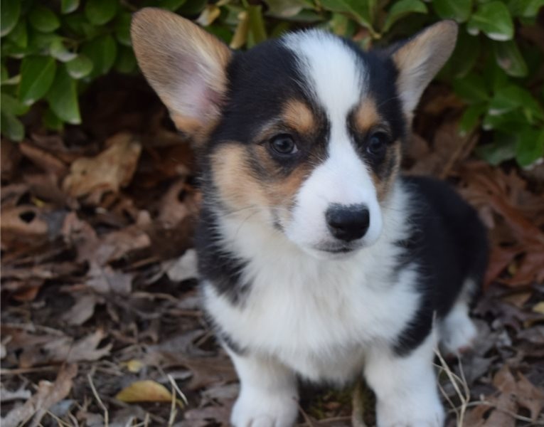 welsh-corgi-pembroke – Alltheweb- Buy and Sell for free anywhere in ...