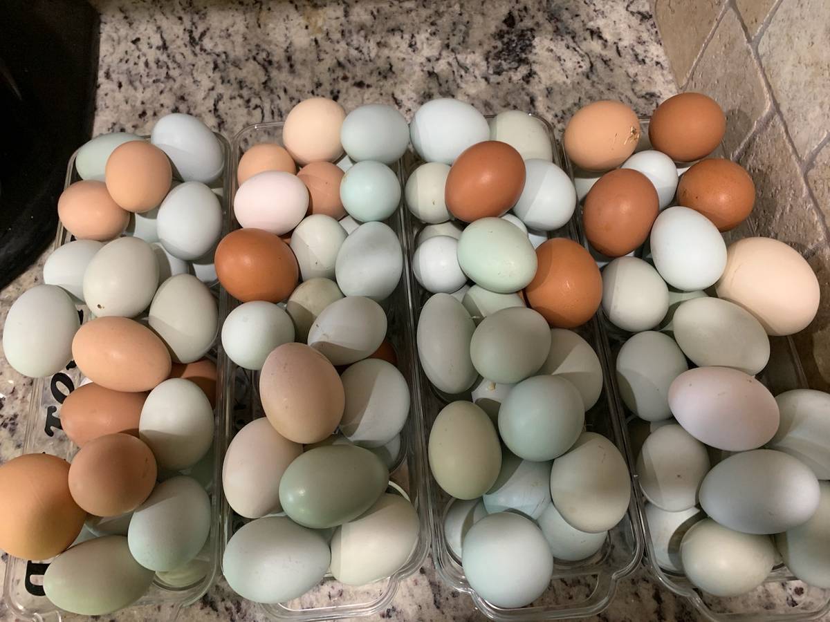 Best Quality Organic Fresh Chicken Table Eggs & Fertilized Hatching