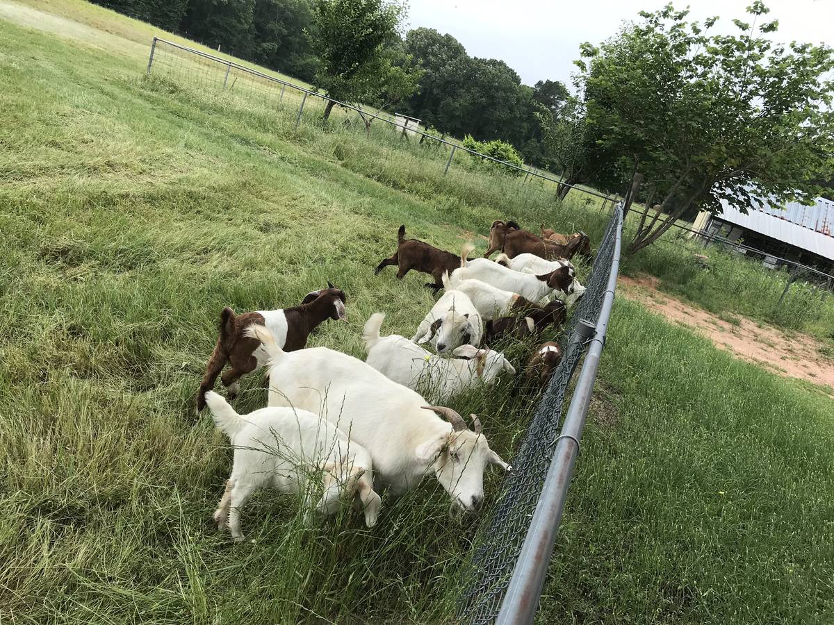 Dairy & beef goats for sale whatsapp +27734531381