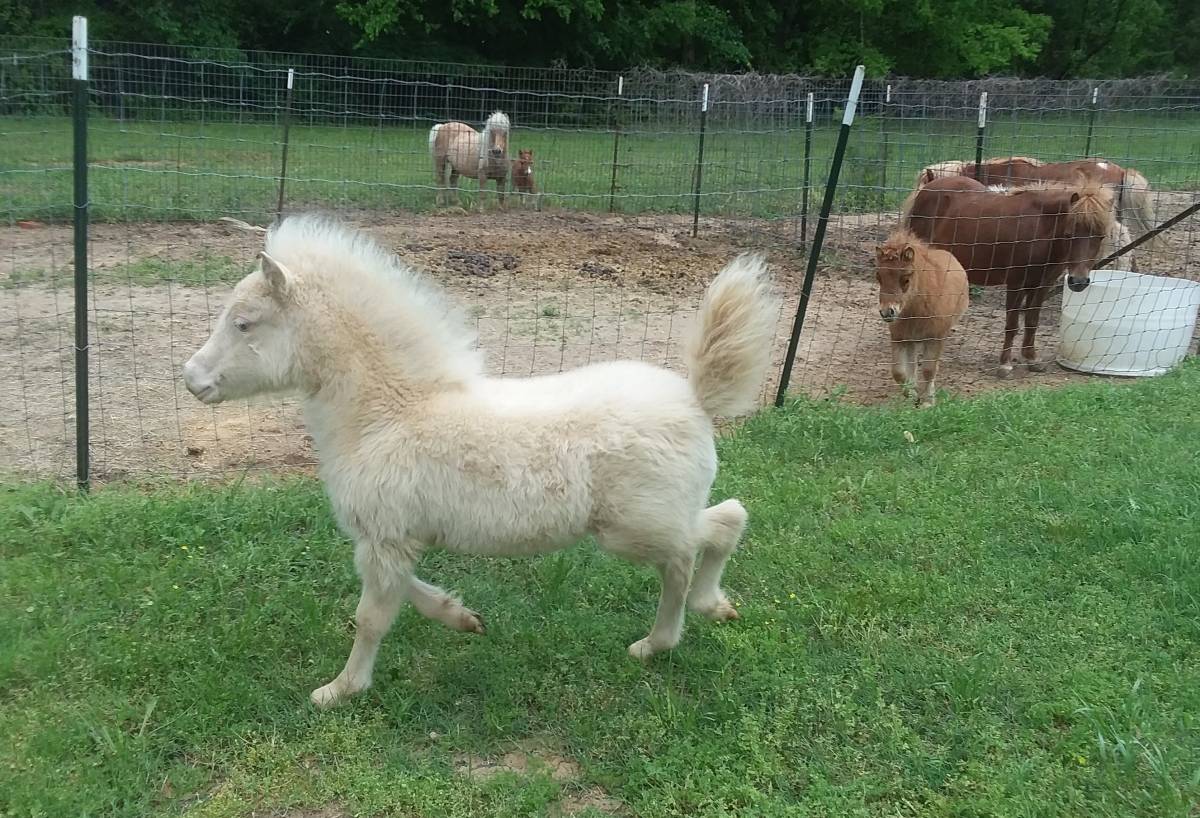 Several registered miniature horses and other breeds for sale whatsapp +27734531381