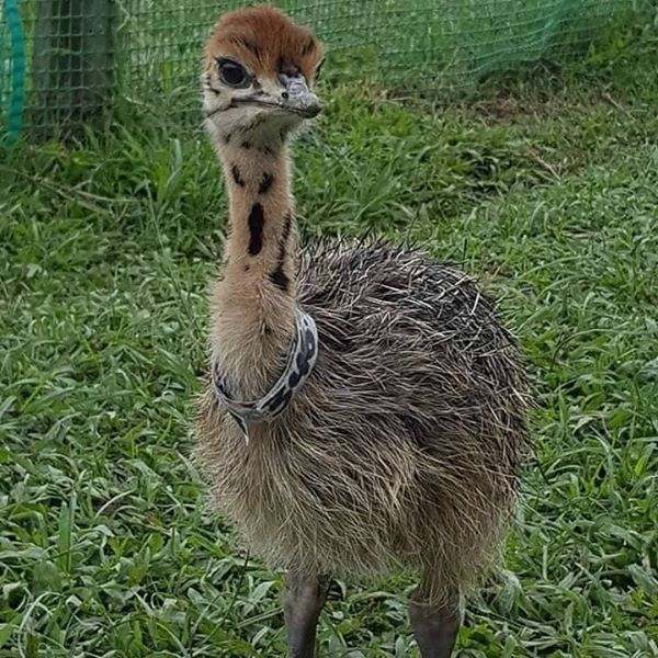 Ostrich chicks & ostrich fertile eggs for sale whatsapp +27734531381
