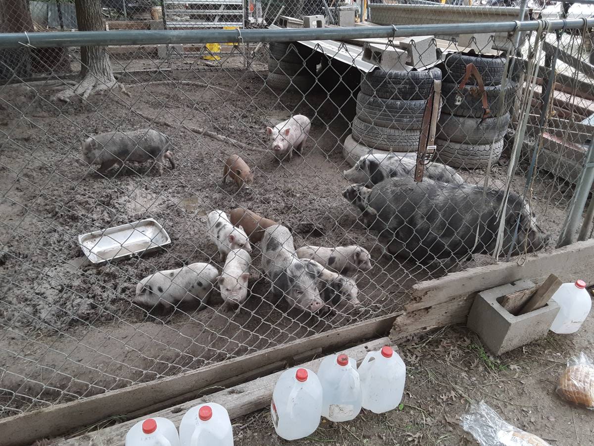 Full grown pig and young piglets available for sale whatsapp +27734531381