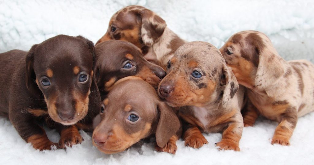 Amazing Dapple And Chocolate Dachshund Puppies 12 – Alltheweb- Buy and ...