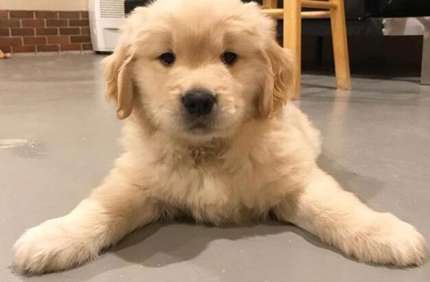 Successful Golden Retriever Puppies For Sale Alltheweb Buy And Sell For Free Anywhere In South Africa With Alltheweb Co Za Online Classifieds