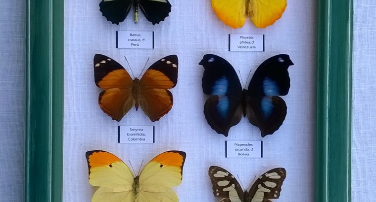 Real Framed Butterflies