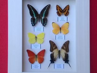 Real Framed Butterflies