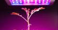 Best Indoor Plant Lighting at Grow Guru